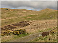 Fields above Drynoch in IV47 8SX
