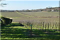 Hillside of orchards in ME17 4AX