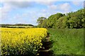 Footpath to Cotton Lane, Benington in Benington