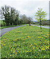 Dandelions beside A76 in DG3 5JL