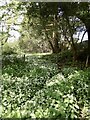 Wild Garlic (Allium ursinum) in RH19 2PY