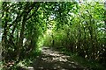Bridleway passing Moss Hill Woods in YO26 9SY