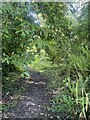 Woodland footpath in SA43 2LB
