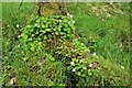 Wood sorrel, Oxalis acetosella in G61 4SJ
