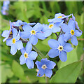 Wood Forget-me-not (Myosotis sylvatica) in AB54 7UJ