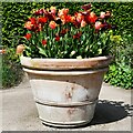 RHS Hyde Hall, Cottage Garden: Tulips 2 in CM3 8ES