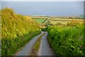 Georgeham : Country Lane in EX33 1JP
