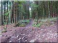 Llwybr ceffyl coedog / Wooded bridleway in SA11 4LS