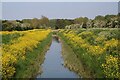The yellow peril adorning the banks of Tetney Drain - and many other drains in DN36 5JU