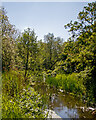 Stream in Fordham Woods Nature Reserve in CB7 5PD