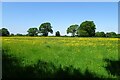 Buttercups near a junction of paths in YO41 4BE