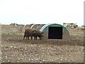 Brown pigs in PE37 7QA