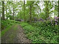 Track through woodland with Rhododendron bushes in SY5 8EG