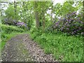 Rhododendrons beside the woodland track in SY5 8EG