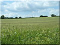 Field west of Cublington - Littlecote lane in MK18 3RY