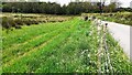 Grass field with rushes on south side of lane to Ladyford in LA9 6LJ