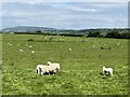 A field of English sheep in SY22 6TW