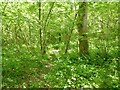 Belchamber's Copse in RH14 0JT