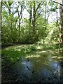 Pond, Steer's Common in RH14 0JN