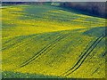 Oilseed rape, near Upper Green in RG17 9DN