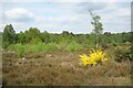 Heather and Gorse on Newtown Common in RG20 9BG