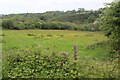 Meadow above Merlin's Brook in SA61 1XG