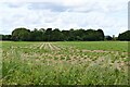 Barton Mills: Potato crop in IP28 6BF