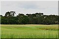 Worlington, Royal Worlington and Newmarket Golf Club: Part of their golf course in IP28 8RY