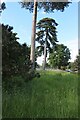 Conifers by Boundary Road, Wivenhoe Park in CO7 9SQ