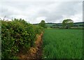 Cereal crop and hedgerow north of Penniston Lane in YO18 7PG