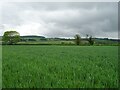 Cereal crop north of Penniston Lane in YO18 7PG