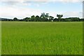 Field by the bridleway in OX29 4EE