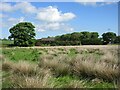 Wild grassland near Pettymuick in AB41 6QL