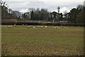 Sheep grazing, Phoenice Farm in KT23 4QD
