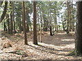 Footpath junction at Mitchell's Common in GU29 0JH