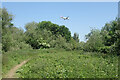 Low Flying over the Nature Reserve in SL3 9PH