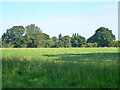Field east of Holtsmere End Lane in HP2 7QD
