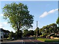 Ash tree, Lillington Road in CV32 7PL