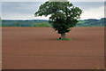 Lone Tree on Farmland near the GCR in LE12 8AA