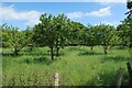 Small orchard near Mill House in SG8 7RP