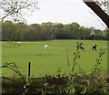 Grazing land near Lower Eversley Copse in RG27 0PY