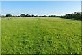 Footpath through the sheep field in OX29 4EQ