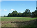 Field and tree belt east of Charlton Road in SG4 7TX