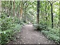 Footpath through Kennel Wood in DE56 2SR