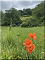 Giant poppies near Abernant in SA12 9SH