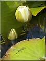 Damsel flies and water lilies in CF62 3HZ