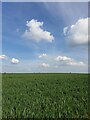 Vast flat cropland in PE28 9NB