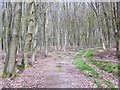 Footpath in Ridges Copse in SP11 6JG