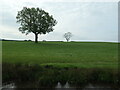 Lone tree, west of Smithy Farm in CW12 2BZ