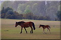 Pony and foal, New Forest golf club, Lyndhurst in SO43 7BU